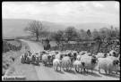 Lucie Hinson - Sheep farming